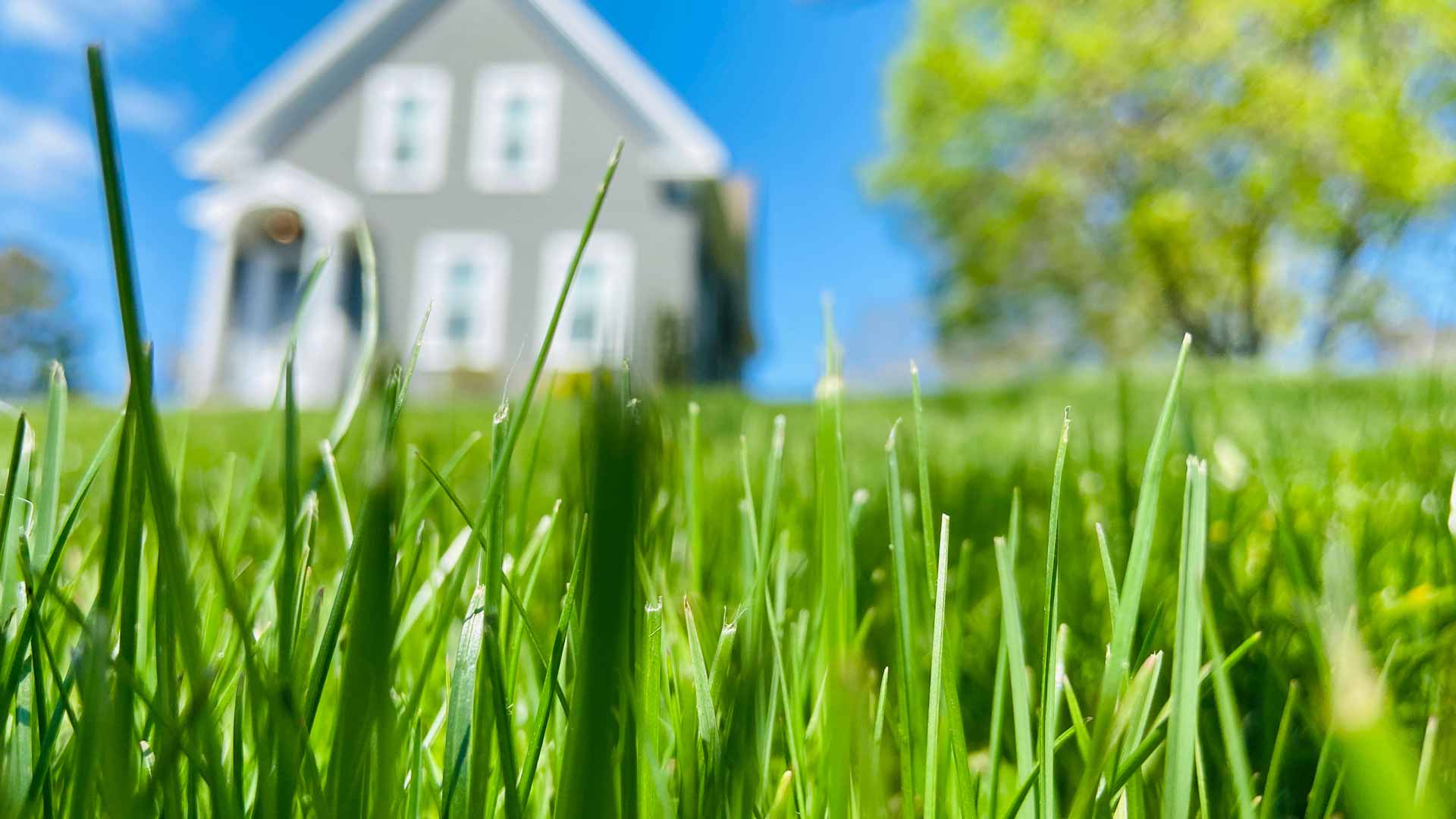 Close up shot of lawn with home in background